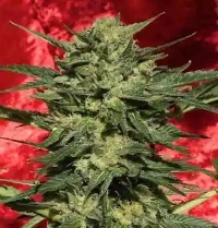 White Russian Autoflowering #1 > Serious Seeds